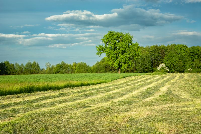 Land Clearing in Ames, IA