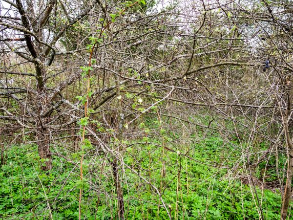 Underbrush Clearing in Ames