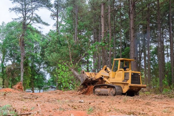 Forest Thinning in Ames