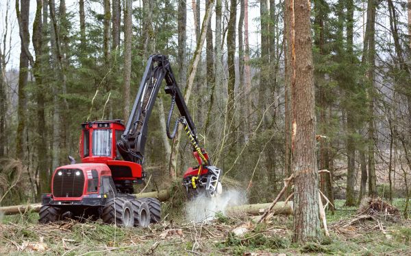 Cost of Forest Clearance Service in Ames